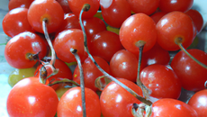 Tomates cerises pommes d'amour