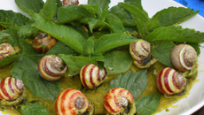 Escargots à la menthe
