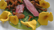 Filet de canard sauvage, moutarde verte, herbes, chanterelles