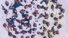 Amandes au chocolat - zestes de citron et gros sel de l'himalaya