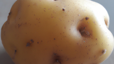 Pomme de terre enchanteresse