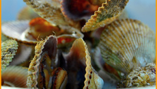 Pétoncles noires rôties, pain et beurre 1/2 sel