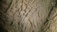 Tagliatelles Normandes