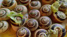 Escargots