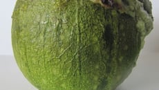 Courgette ronde farcie à la ricotta et pesto de persil