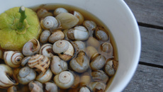 Une ration d'escargots