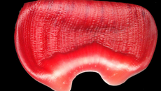 Salade de fleur de bananier et de magret de canard