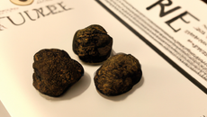 Les truffes Côte d'Or