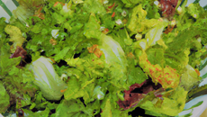 Salade à la pimprenelle
