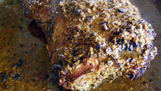 Gigot d'agneau épicé et caramélisé