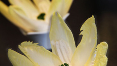 Fleurs d'endives à la brandade de morue