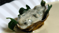 Emulsion d'oyster leave à la haas