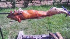Cochon de lait à la broche