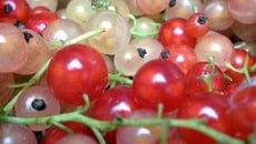 Gelée de groseilles