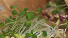 Papillote bio de bray picard, céréales, et pousses d'alfalfa