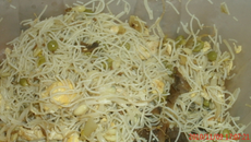 Vermicelle sauté au poulet et champignons noirs