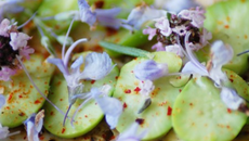 Tartine de fèves aux parfums de fleurs de thym et romarin