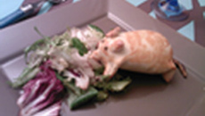 Petit rat spécial Halloween