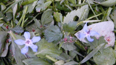 Salade d'herbes fraîches