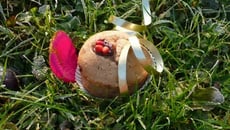 Muffins à la crème de marron