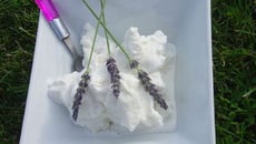 Glace à la lavande sans œuf et sans colorant