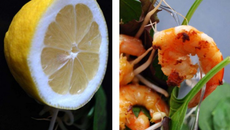 Salade de crevettes à la mayolive