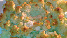 Gratin de chou fleur facile