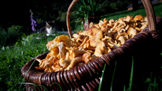 Pâtes aux chanterelles