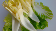 Endive surprise