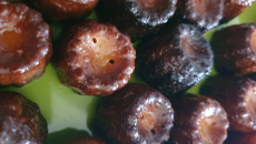 Cannelés bordelais rapides