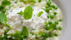 Risotto aux petits pois, menthe, cheddar et cottagecheese
