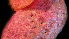 Pink Tuiles ... à la framboise !