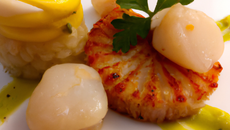 Marinade de Saint-Jacques à l'huile de safran et croquants de céleri