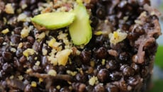 Risotto vegan de lentilles, thé fumé et parmesan de fruits secs