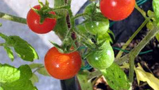Tomates confites au piment rouge