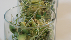 Verrine toute verte