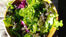 Salade du jardin