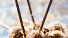 Sucettes de truffes au chocolat au piment d'espelette