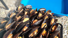 Papillote de moules de bouchot au barbecue