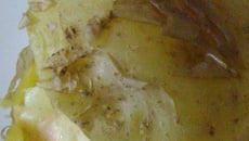 Pomme de terre surprises à la crème de saumon fumé mentholée