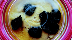 Foie gras frais entier truffé 