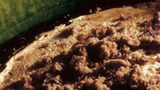 Crêpe au chocolat et aux noix pilées