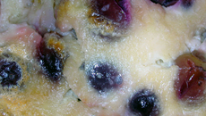 Clafoutis des vendanges