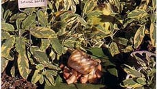 L'escalope de cabillaud aux dés de coings et jus de lapin