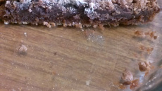 Tarte spéculoos au chocolat et crumble