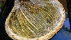 Galette à la figue, à la frangipane & à l'origan