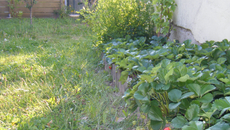 Tarte aux fraises gourmande à la gelée de groseille