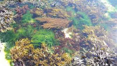 Duo de saumon et lieu en vapeur d'algues