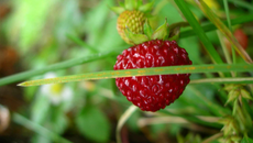 Fraises à la crème chocolatée