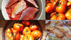Tian de tomates aux rougets